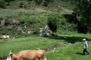 How Climate Change and Tariffs Help China Raise More Cattle